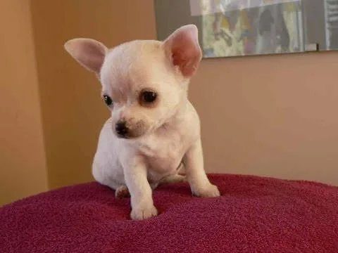 Teacup Applehead Chihuahua