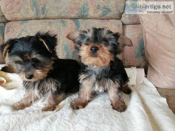 Beautiful Pure Yorkshire Terrier Puppies