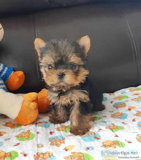 Yorkiepoo Puppies (Yorkshire Terrier and Poodle mix)
