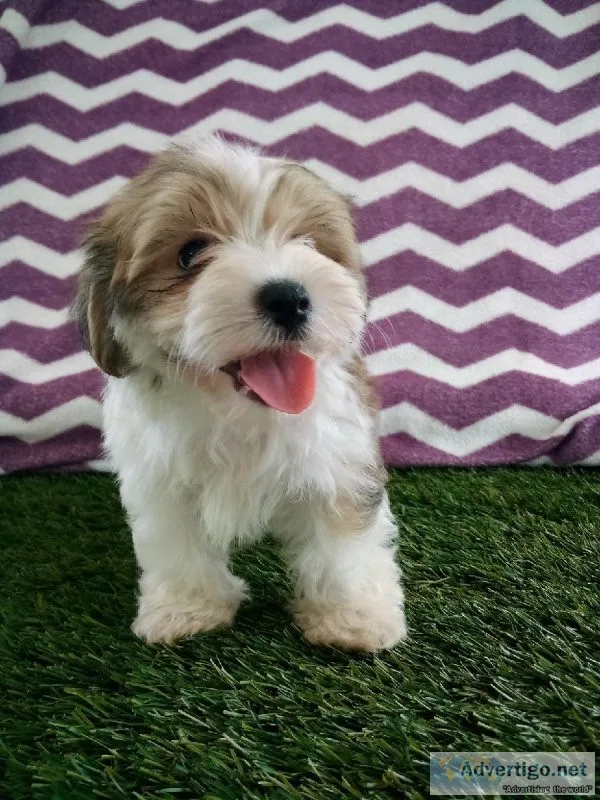 Charlie morkie