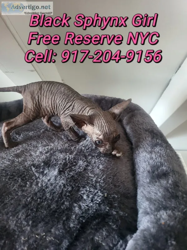 Black canadian sphynx kittens 8week old ready for pickup New Yor