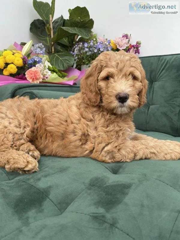 Beautiful Chunky Australian Labradoodle