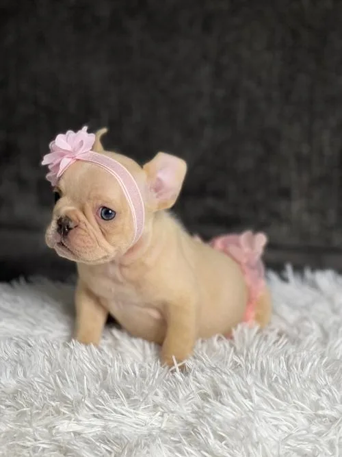precious AKC French Bulldog girl puppies