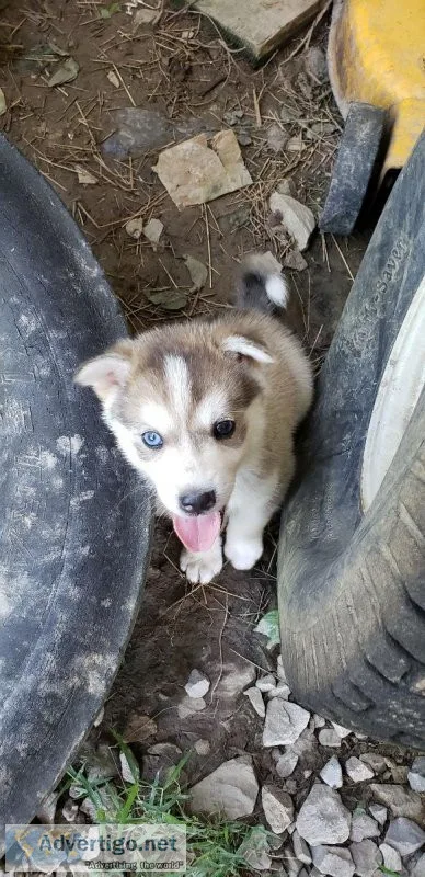 Ausky puppies