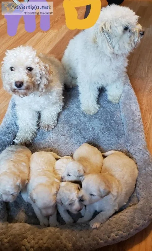 Toy poodle puppies