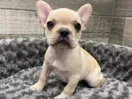 AKC French bulldogs