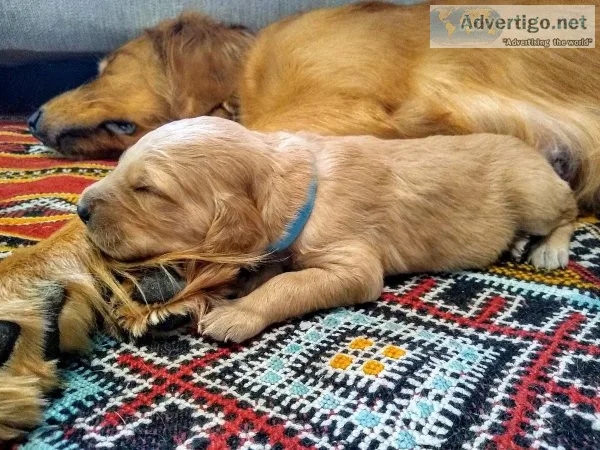 goldendoodle puppies