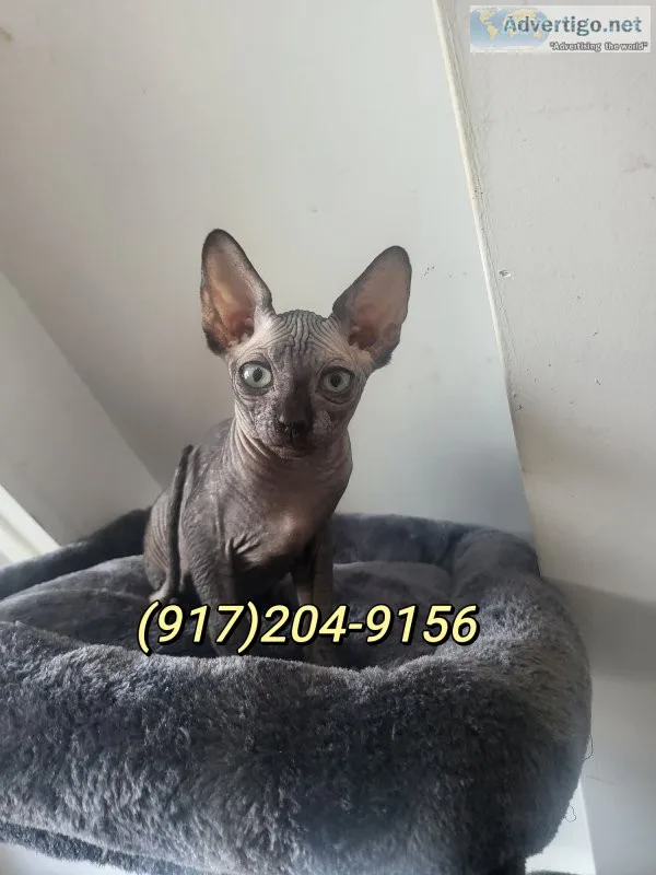 Black canadian sphynx kittens 8week old ready for pickup New Yor