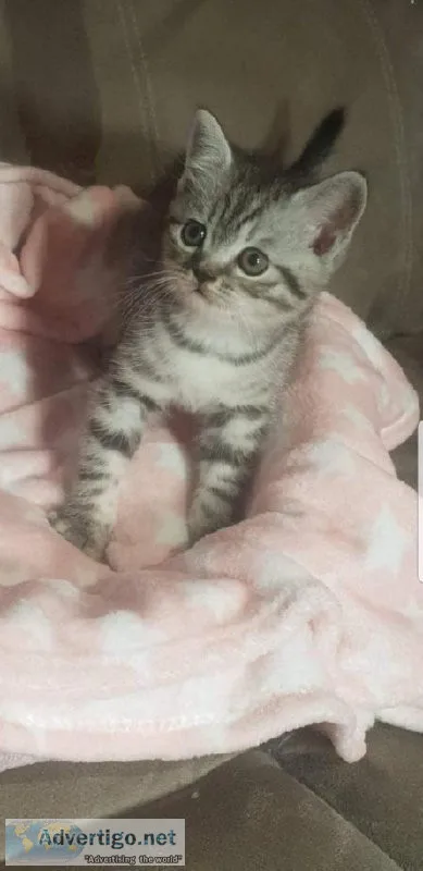 sweet bsh silver tabby kittens just like the whiskers add