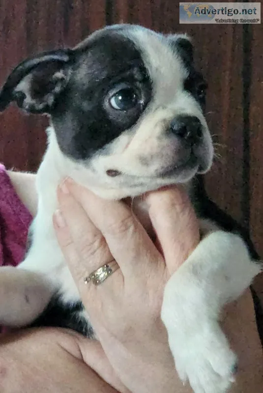 Boston terrier male