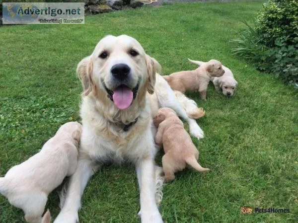 Beautiful Golden Retriever pups for sale