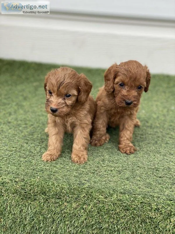 Cockapoo puppies Now ready to leave home now