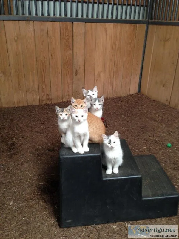 Manx kittens