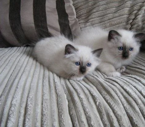Registered Blue-Point Birmans Kittens