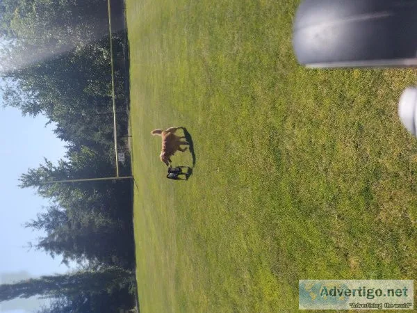 Need a Dog trainer or walker Look no further