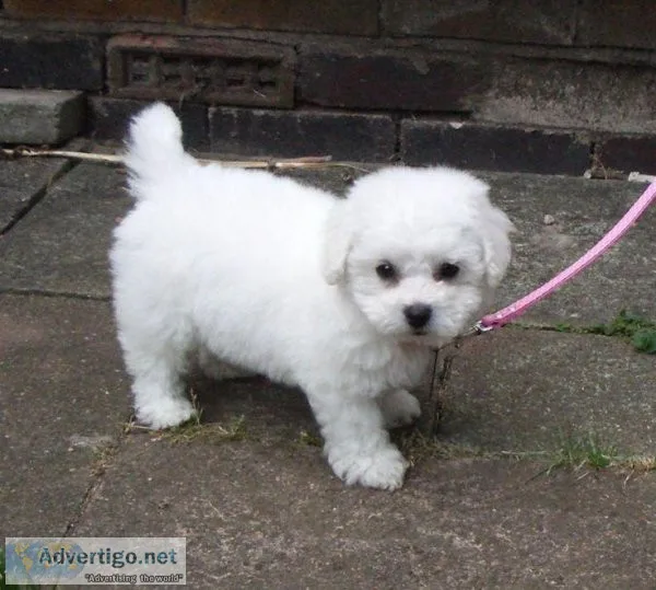 Registered Bichon Frise Puppies