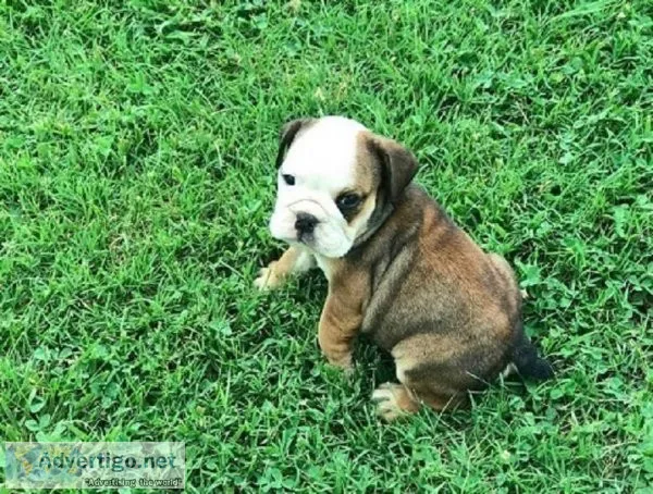 English bulldog puppies