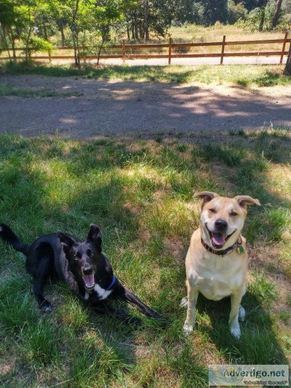 Looking for a dog trainer or walker