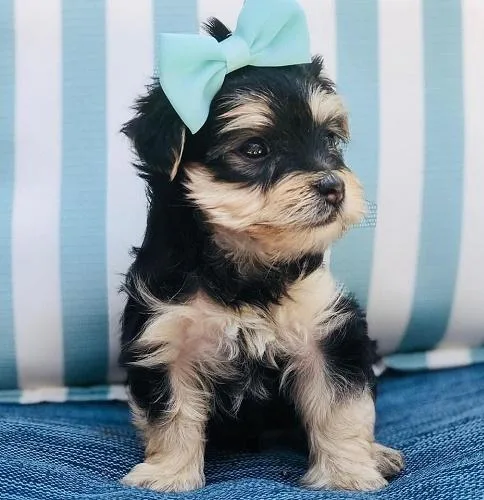 Yorkie puppies