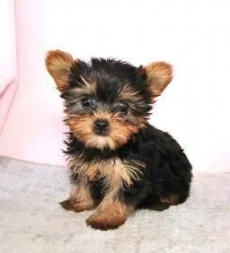 friendly yorkie