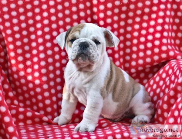 Beautiful english bulldog puppies.