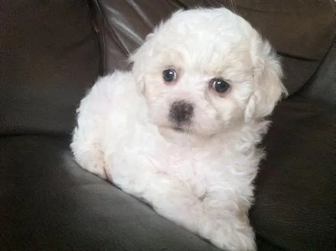 Beautiful Bichonpoo&rsquos