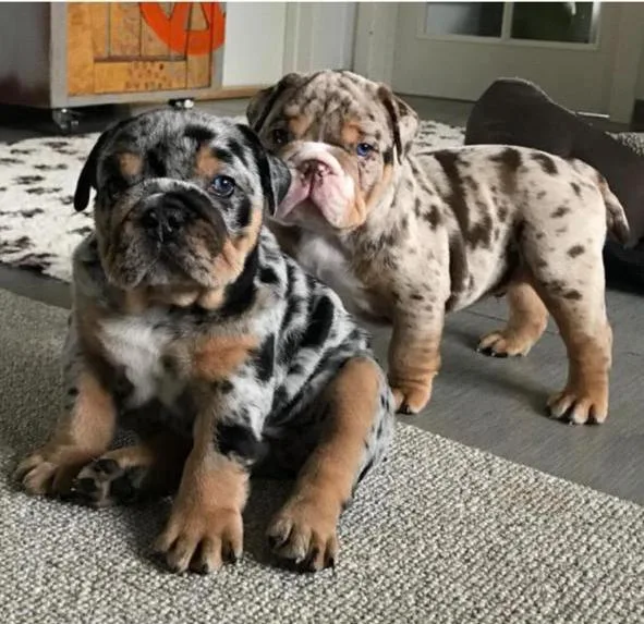 English Bulldog M Blue Merle genetic health tested CLEAR
