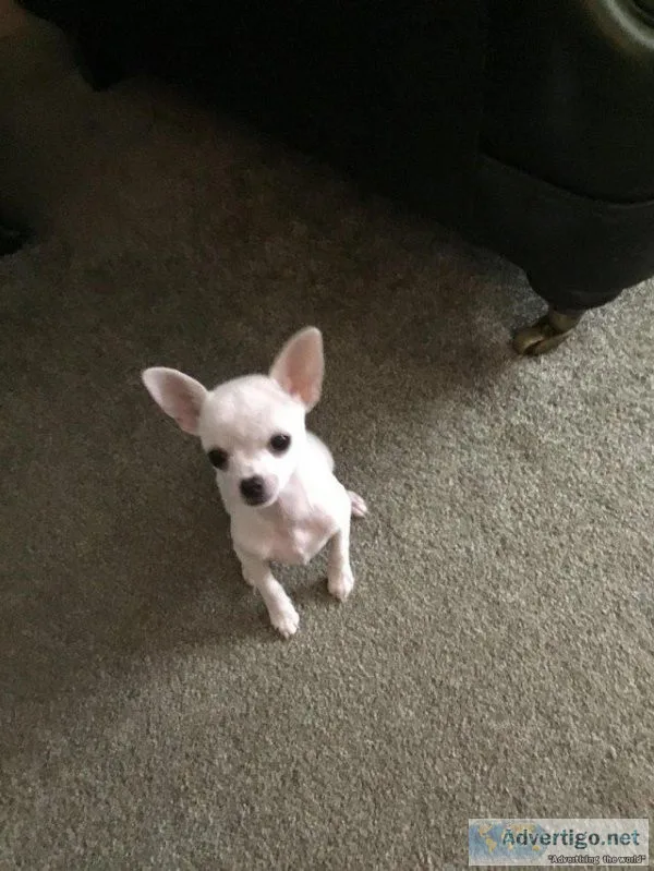 10 week old beautiful white chihuahua puppies