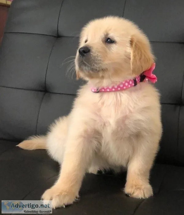 Golden Retriever puppies