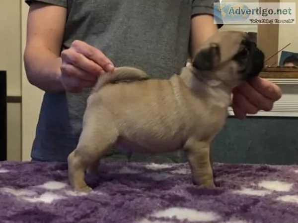 Pug Puppies For Sale