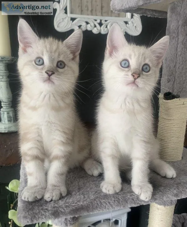 BSH x Maine Coon beautiful boys &bull&bullready now &bull&bull