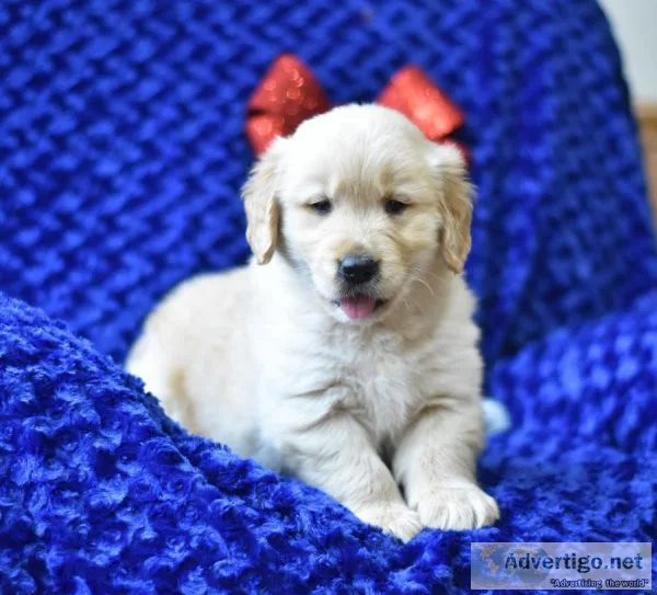 Golden Retriever puppies
