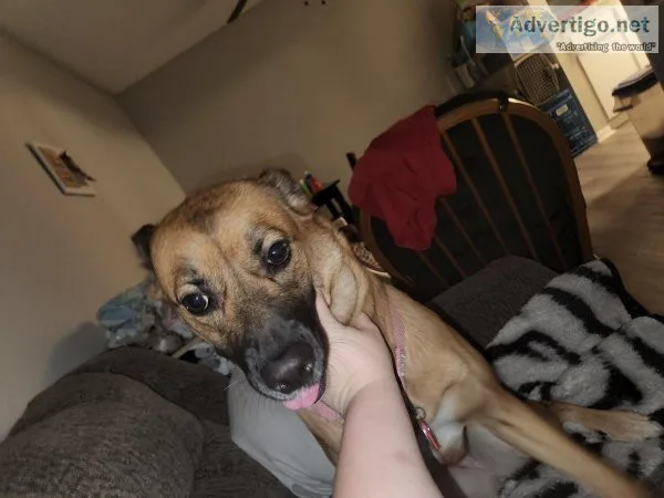 Free dog named althea