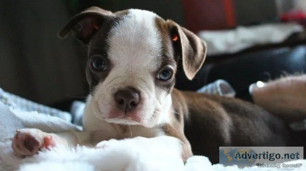 BOSTON TERRIER PUPPIES 