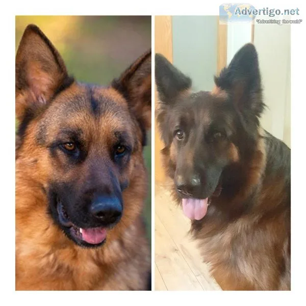 AKC German Shepherdpyppies