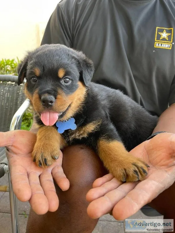 Rottweiler puppies are available.