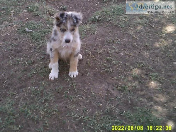 Stockdog puppies