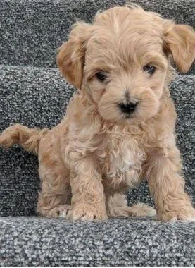 Cute Maltipoo puppies