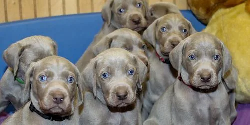 AKC Silver Weimaraner