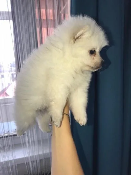 Pure White Pomeranian Puppies.