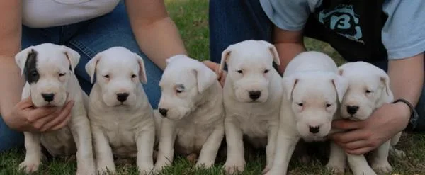 Dogo Argentino puppies