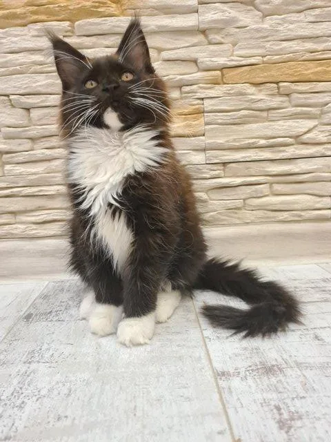 GCCF Registered Maine Coon Kittens