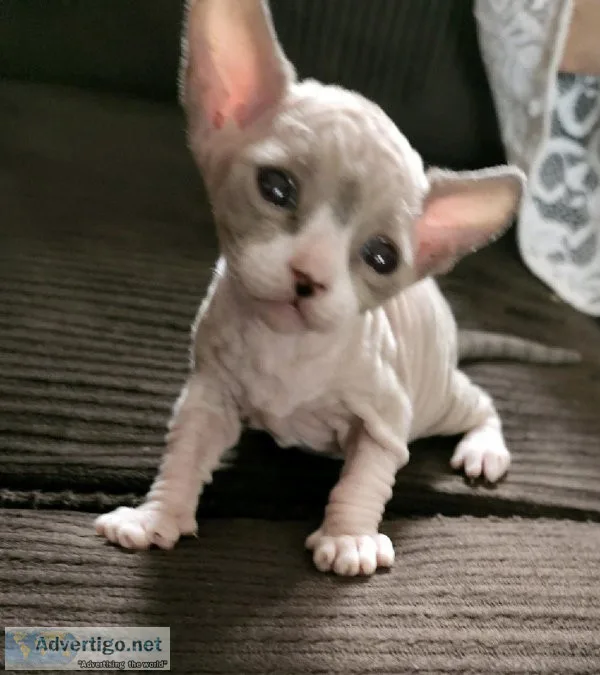 Sphynx kittens