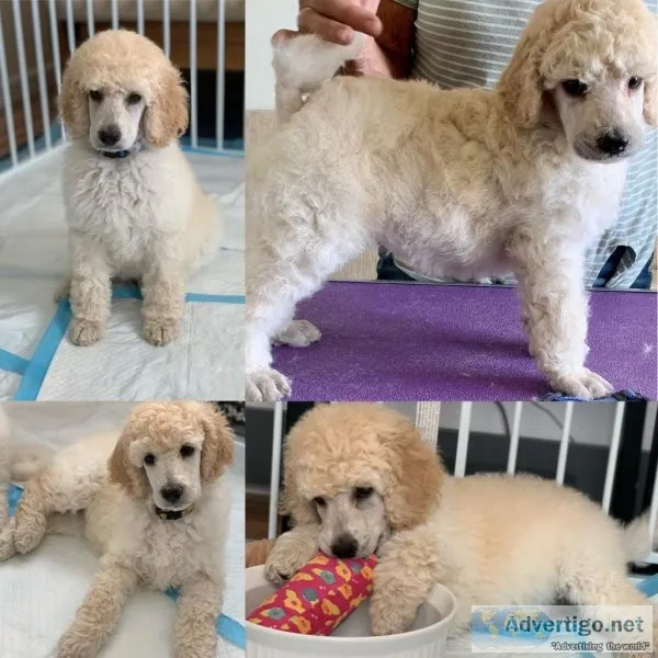 AKC show quality white Standard Poodle puppies