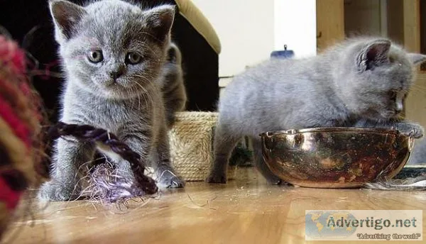 Purebred British shorthair kittens