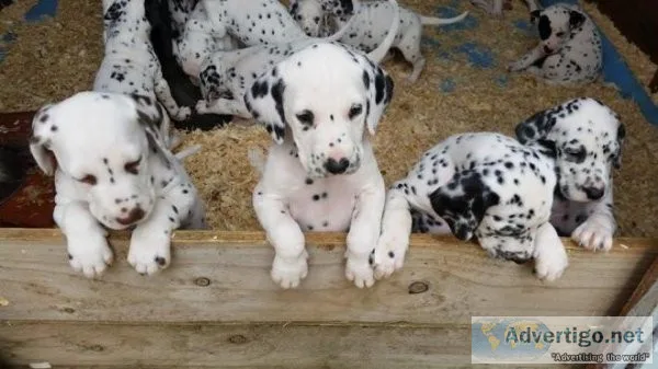 Dalmatian Puppies Not Registered
