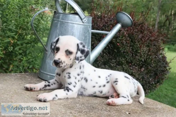 Lily Female AKC Dalmatian