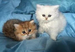 Persian kittens