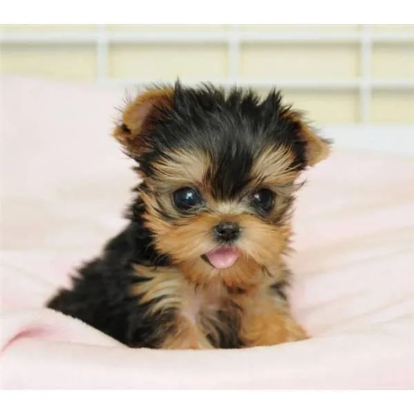 Yorkshire terrier