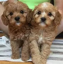 Cavapoo Pups Cavalier x Poodle Gorgeous Colours